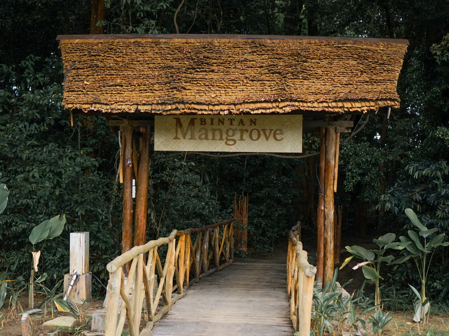 Mangrove